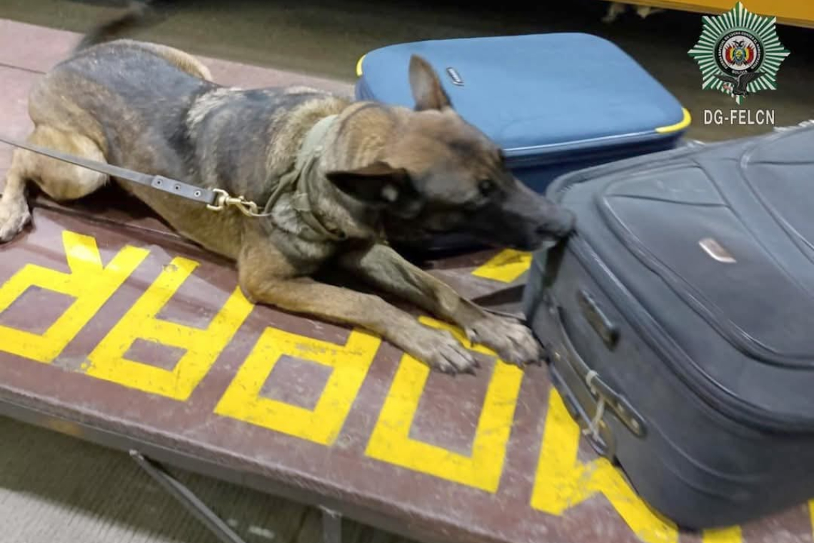 La can “Silvia” de K-9 detecta más de 42 kilos de marihuana