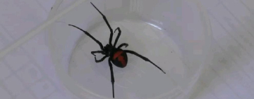 Oruro reporta 25 casos de picaduras de araña viuda negra en lo que va de 2025