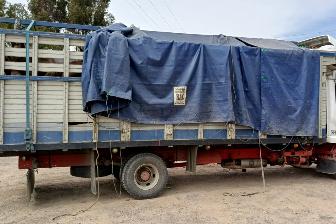 Navales comisan dos camiones con 28 cabezas de ganado equino