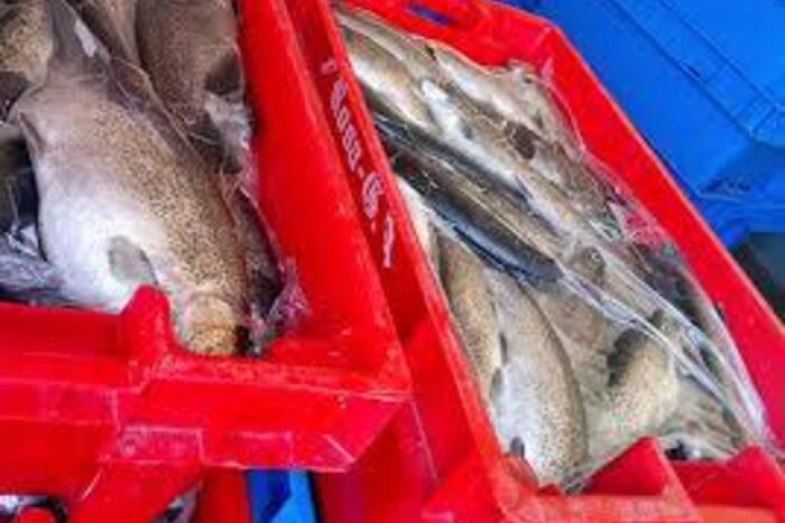 Armada decomisa 430 kilos de trucha en operativo en el Lago Titicaca