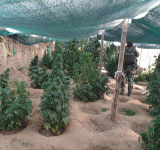 FELCN desbarata 63 viveros de marihuana e incinera 14 Tn en cercanías de Llallagua