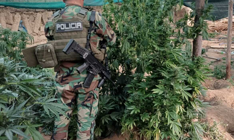 Revelan que plantaciones de marihuana cerca de Llallagua usaban riego financiado en el gobierno de Evo Morales