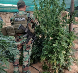 Revelan que plantaciones de marihuana cerca de Llallagua usaban riego financiado en el gobierno de Evo Morales