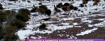 Nevada “moderada” cubre 5 municipios de Potosí y helada afecta a 100 familias del departamento