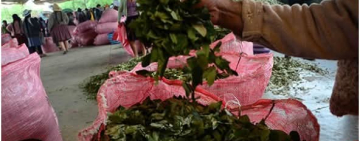 Plan por las familias cocaleras logra precio histórico de Bs50 la libra de coca