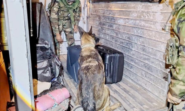 Can antidroga “Silvia” halla marihuana camuflada en equipaje