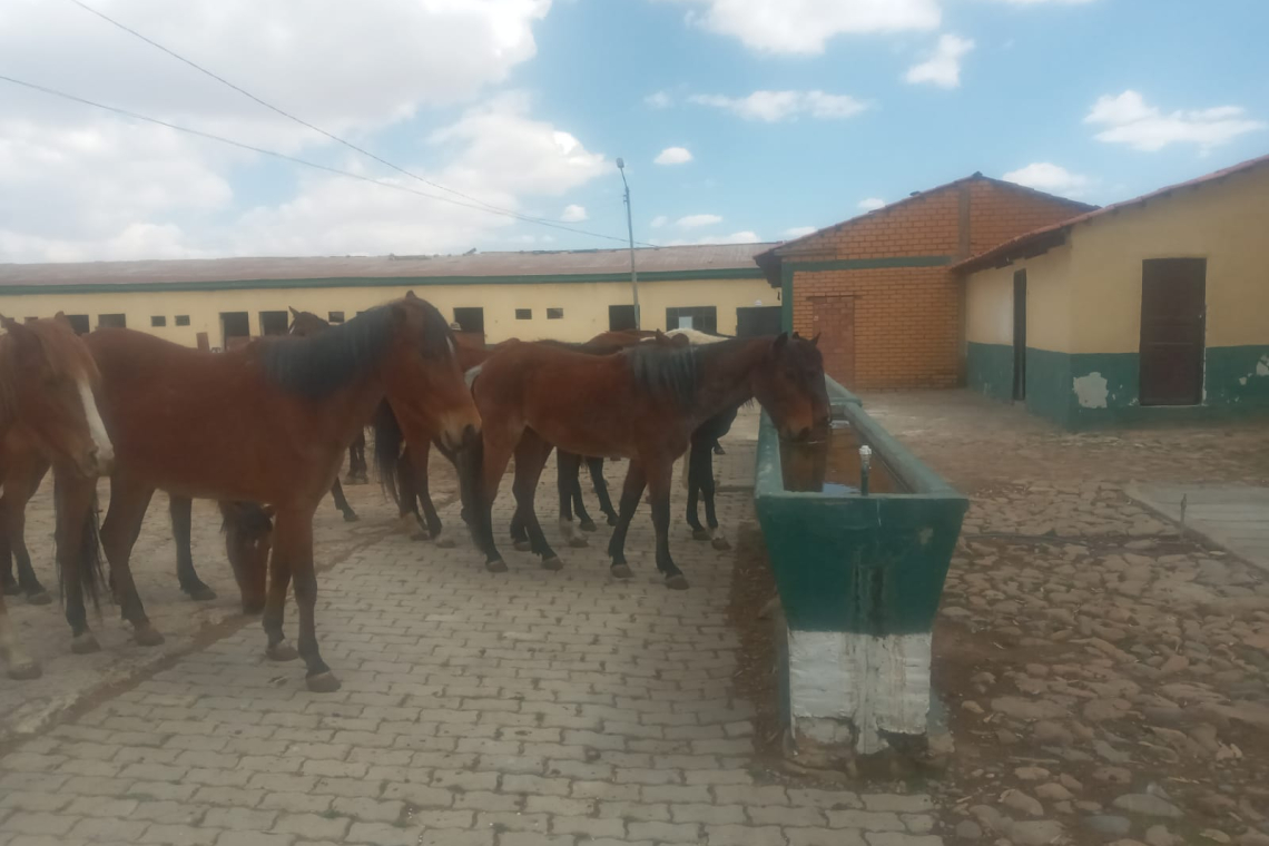Militares comisaron ganado equino para salvar la vida y frustrar su faenado 