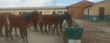 Militares comisaron ganado equino para salvar la vida y frustrar su faenado 