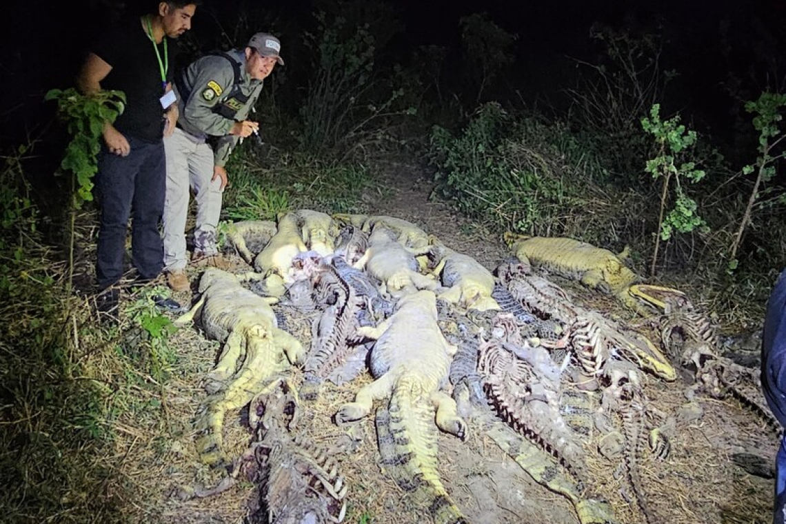 Investigan presunto biocidio tras el hallazgo de 41 caimanes desollados en una laguna de Casarabe, Beni 