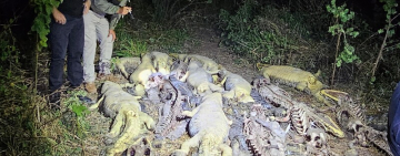 Investigan presunto biocidio tras el hallazgo de 41 caimanes desollados en una laguna de Casarabe, Beni