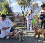 Nuevo caso de rabia canina en Sucre, suman 38 los contagios y se prepara campaña de vacunación