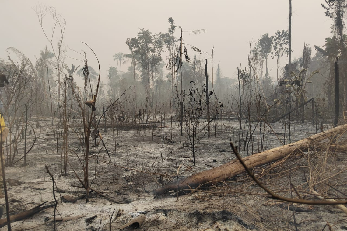 Bolivia celebra sus reservas forestales libres de incendios y registra una marcada reducción