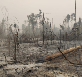 Bolivia celebra sus reservas forestales libres de incendios y registra una marcada reducción