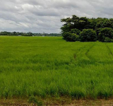 INRA advierte que el bloqueo al crédito del BID por $us 40 millones impide frenar avasallamientos y conflictos agrarios en el país