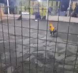 Gallo de pelea mata a su dueño 