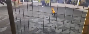 Gallo de pelea mata a su dueño 