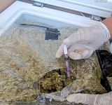 Can antidroga detecta marihuana en frigo bares en Tarija