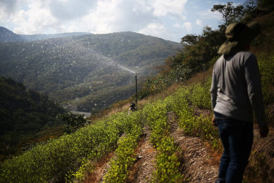 La OMS rechazó el pedido de Bolivia y mantiene la hoja de coca como una sustancia “peligrosa”