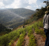 La OMS rechazó el pedido de Bolivia y mantiene la hoja de coca como una sustancia “peligrosa”