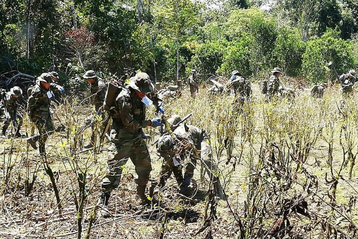 Monitoreo de cultivos de coca establecen un incremento del 10% en 2024