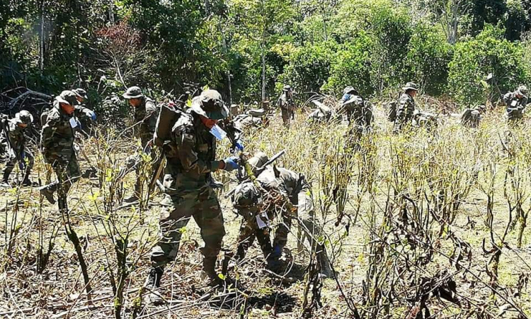 Monitoreo de cultivos de coca establecen un incremento del 10% en 2024