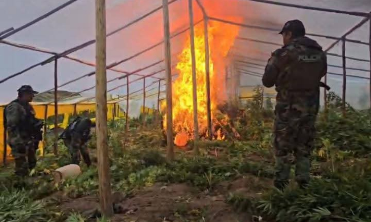 La GIOE-FELCN desmantela 25 viveros e incinera 70 Tn de marihuana en Lagunillas