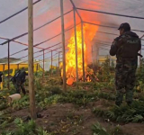 La GIOE-FELCN desmantela 25 viveros e incinera 70 Tn de marihuana en Lagunillas