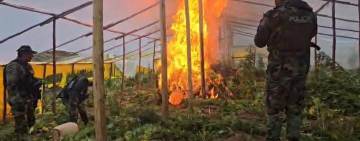 La GIOE-FELCN desmantela 25 viveros e incinera 70 Tn de marihuana en Lagunillas