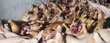 En zona lacustre de Taraco personal naval comisa ganado porcino valuado en Bs330.000