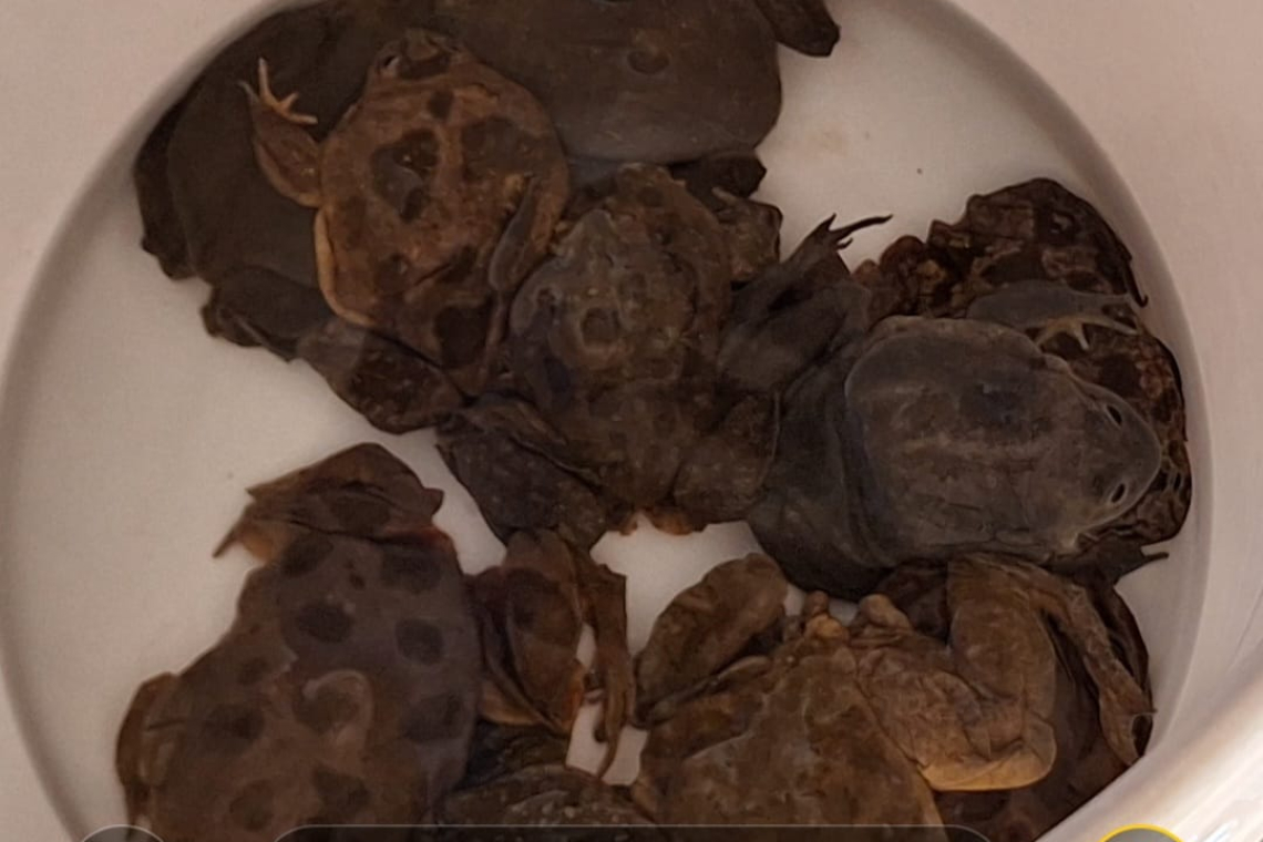 En Huatajata POFOMA y Fiscalía rescatan 27 ranas en peligro de extinción 