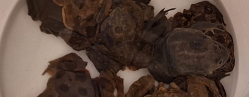 En Huatajata POFOMA y Fiscalía rescatan 27 ranas en peligro de extinción 