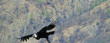 El envenenamiento es la principal causa de muerte del cóndor andino en el país