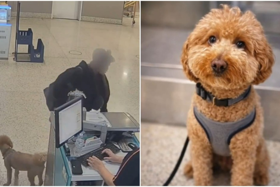 Una mujer abandona a su perro en un aeropuerto y esto le sucede 