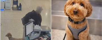 Una mujer abandona a su perro en un aeropuerto y esto le sucede 