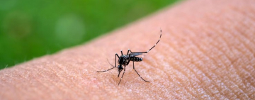 Salud reporta 5.371 casos de chikungunya en el país y declara alerta roja en La Paz