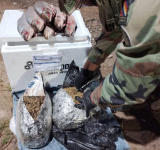 En el Norte de La Paz la FELCN incauta marihuana camuflada en pescados