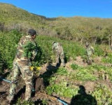 FELCN erradica e incinera 90 toneladas de marihuana en estado natural y seco