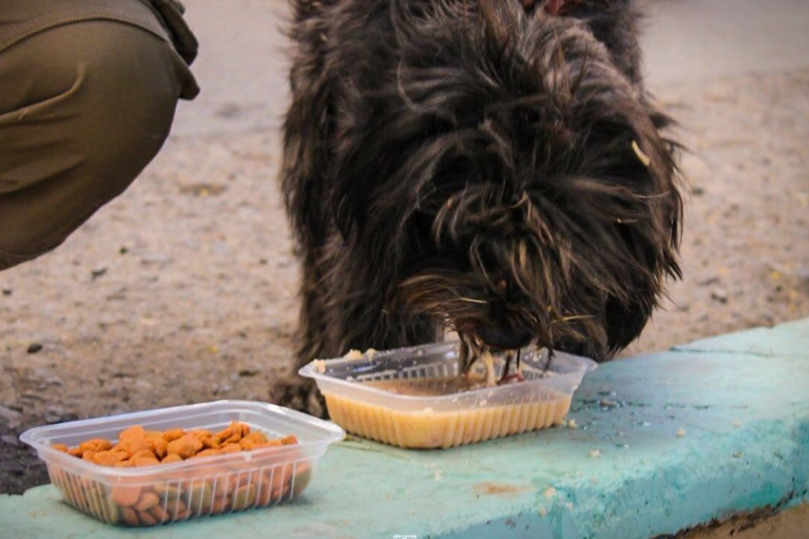 Por San Roque, legisladores impulsan campañas para alimentar a perros y gatos