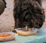 Por San Roque, legisladores impulsan campañas para alimentar a perros y gatos