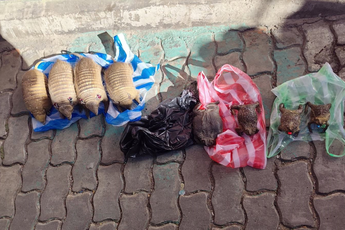 Secuestran quirquinchos y ranas disecadas en el mercado Las Brujas de La Paz