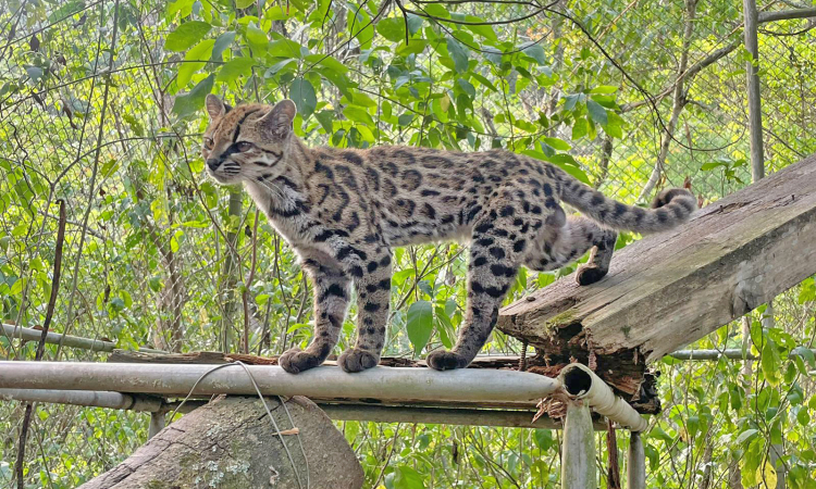  Tilcayo pone a Senda Verde en el mapa mundial y ayuda a su sustento 