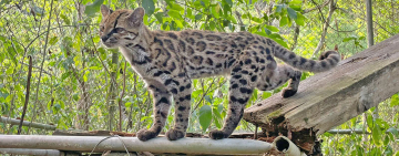  Tilcayo pone a Senda Verde en el mapa mundial y ayuda a su sustento 