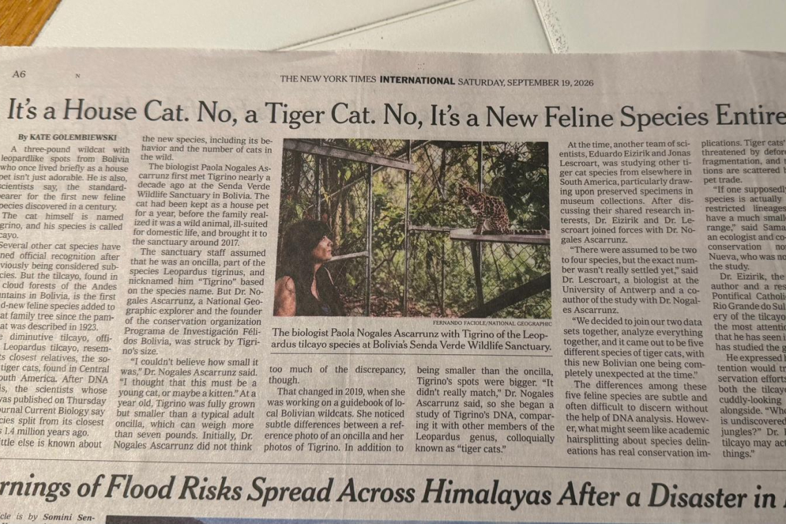 El New York Times destaca al tilcayo boliviano como una nueva especie de felino