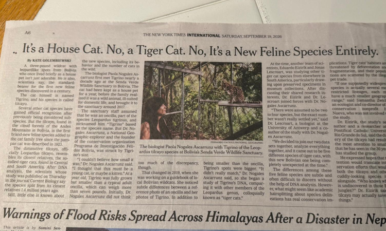 El New York Times destaca al tilcayo boliviano como una nueva especie de felino