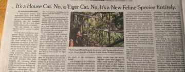 El New York Times destaca al tilcayo boliviano como una nueva especie de felino